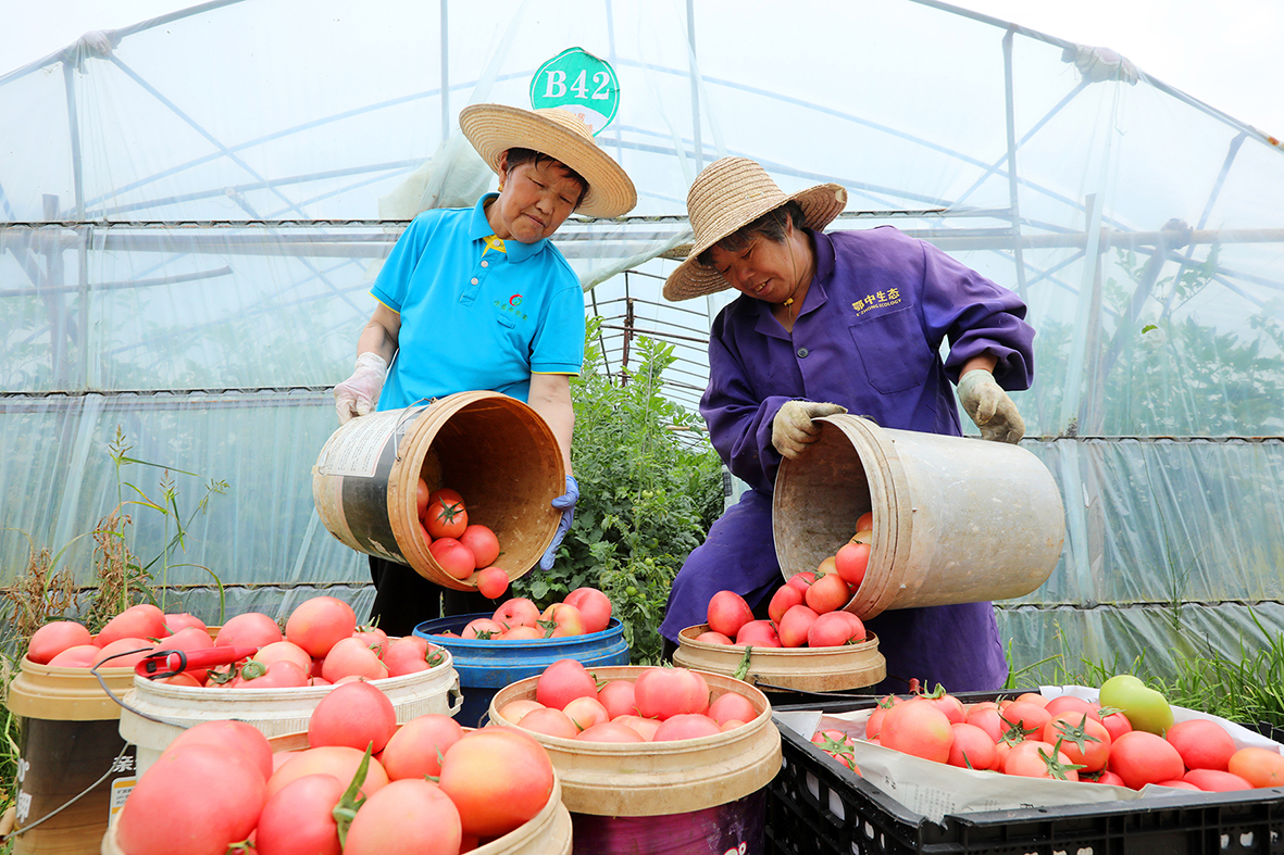 房县白鹤镇赤岩村：西红柿丰收采摘忙