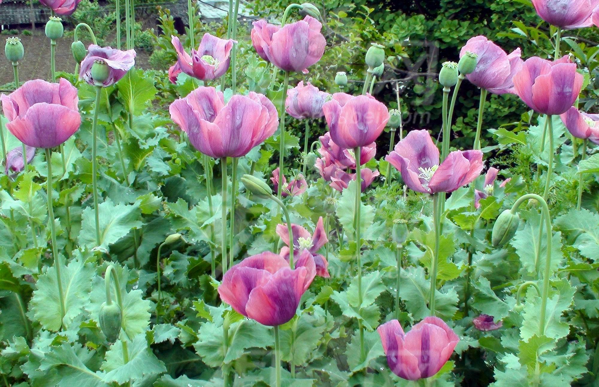 鹤峰一村民种植罂粟泡药酒 民警及时查获并铲除