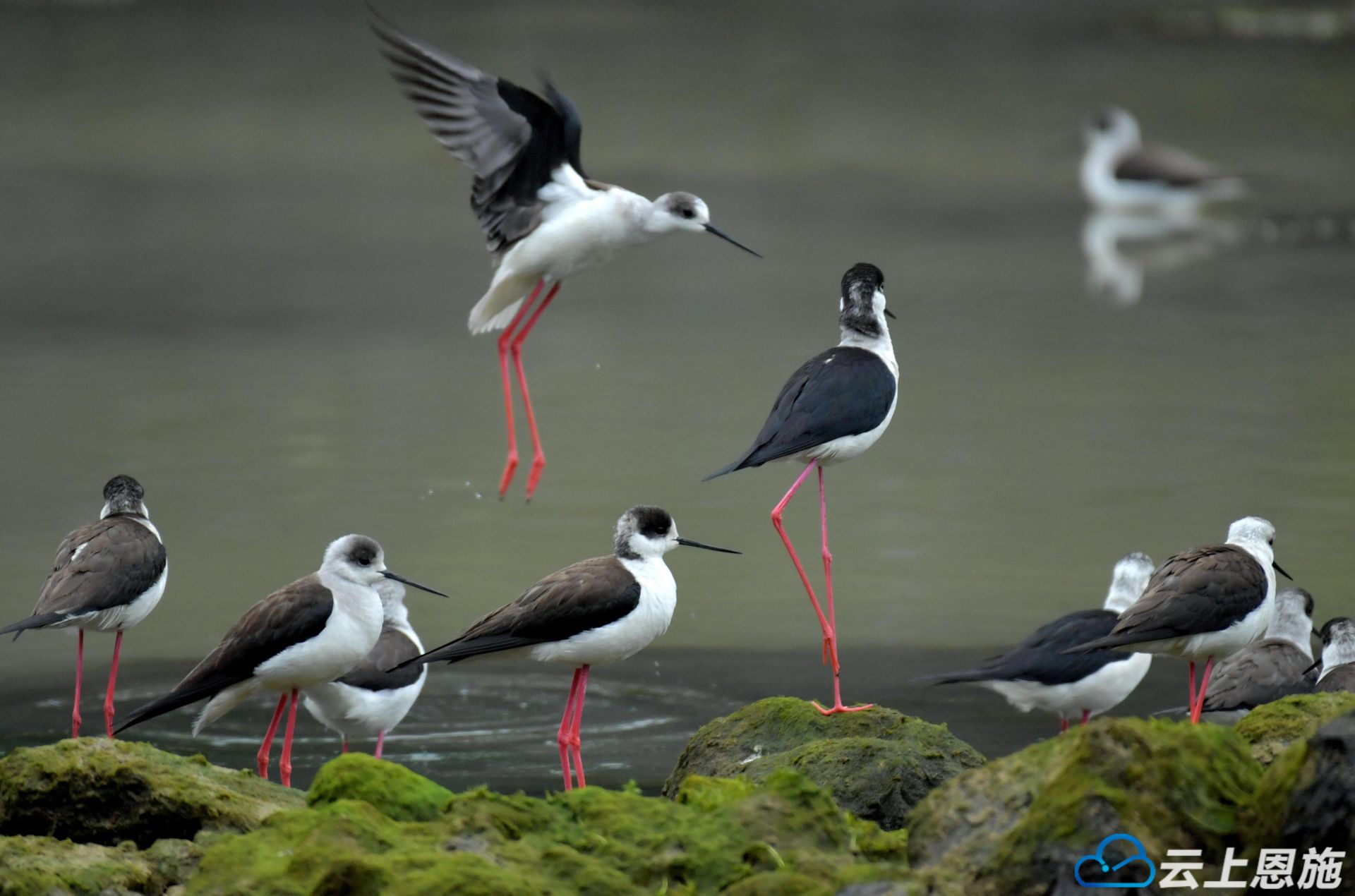 国家保护动物黑翅长脚鹬现身宣恩"秀"美腿_长江云 - 湖北网络广播电视