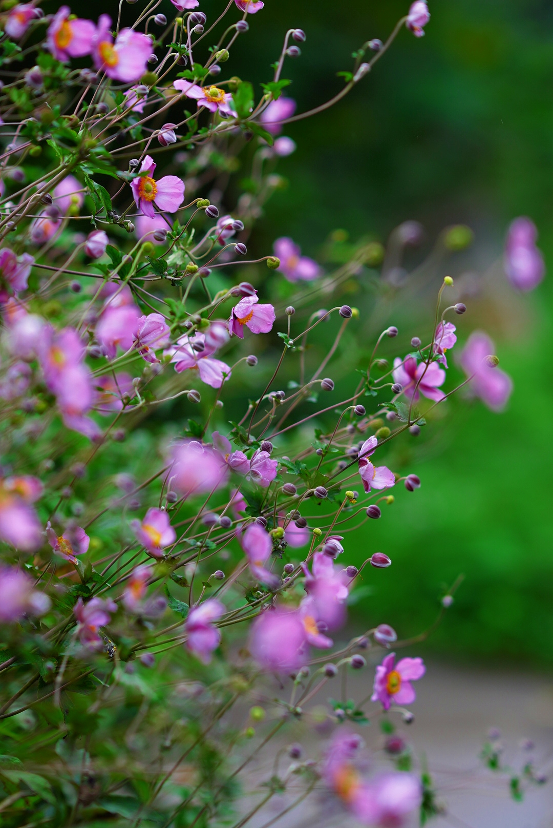 鹤峰漫山野棉花装点迷人初秋