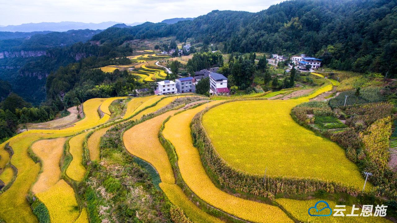 (來源:雲上恩施 利川通聯記者 張紫微 攝影 周章龍 責任編輯:方譽曼