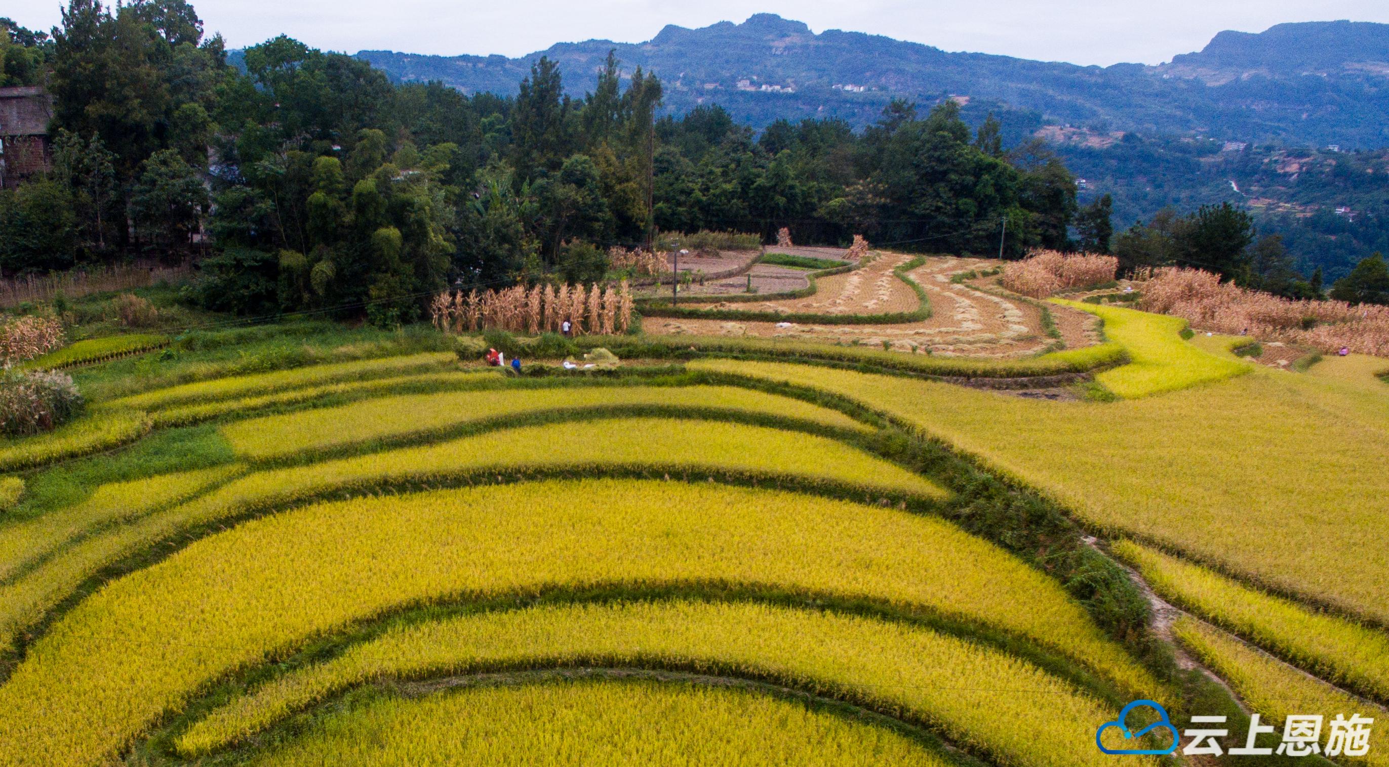 组图利川田园丰收曲长坪稻田惹人醉