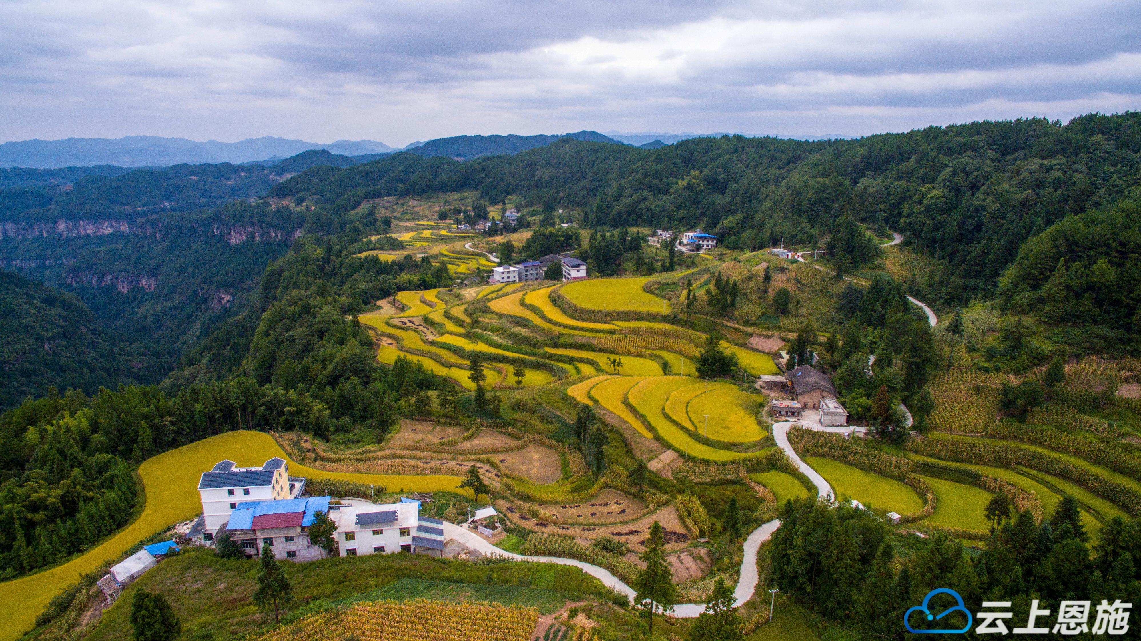 组图利川田园丰收曲长坪稻田惹人醉