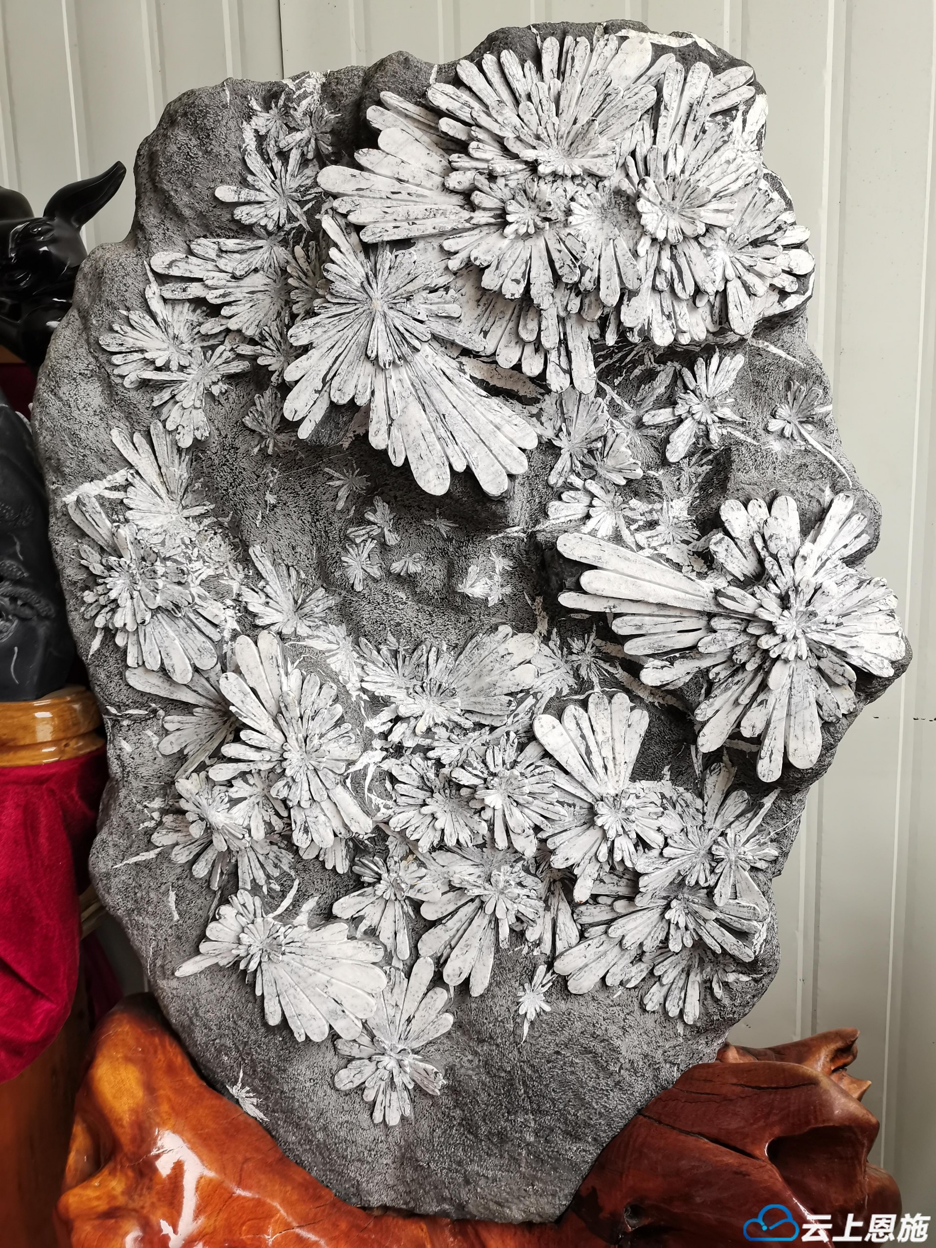 11月20日,在宣恩县椒园镇红岩卡村一家菊花石加工厂内,雕刻技师夏国顺