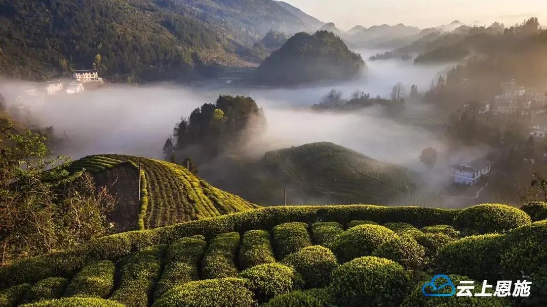 宣恩伍家台贡茶文化旅游区目前,恩施州茶叶基地面积178.