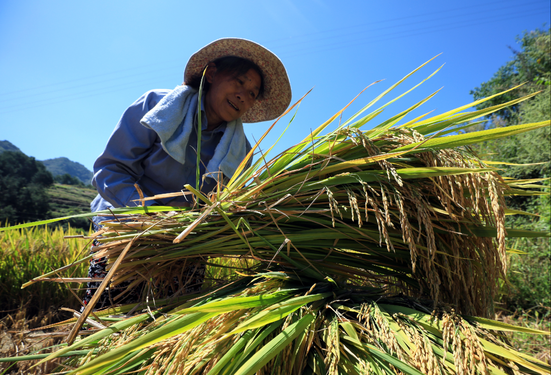 组图丨巴东牛洞坪秋收忙