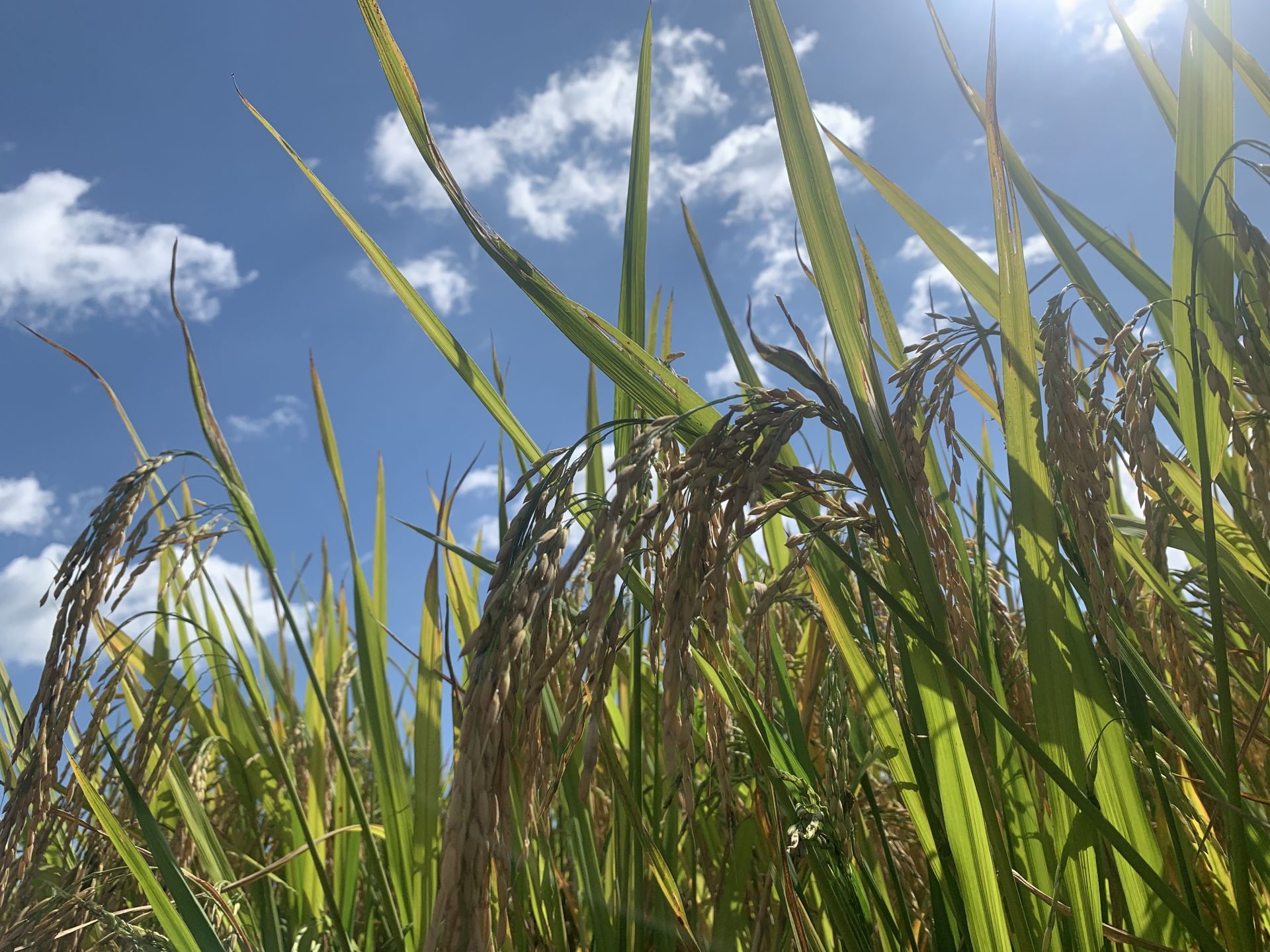 秋风吹过田野,吹黄了稻穗,成熟的气息弥漫在田地里,散发着诱人的清香.