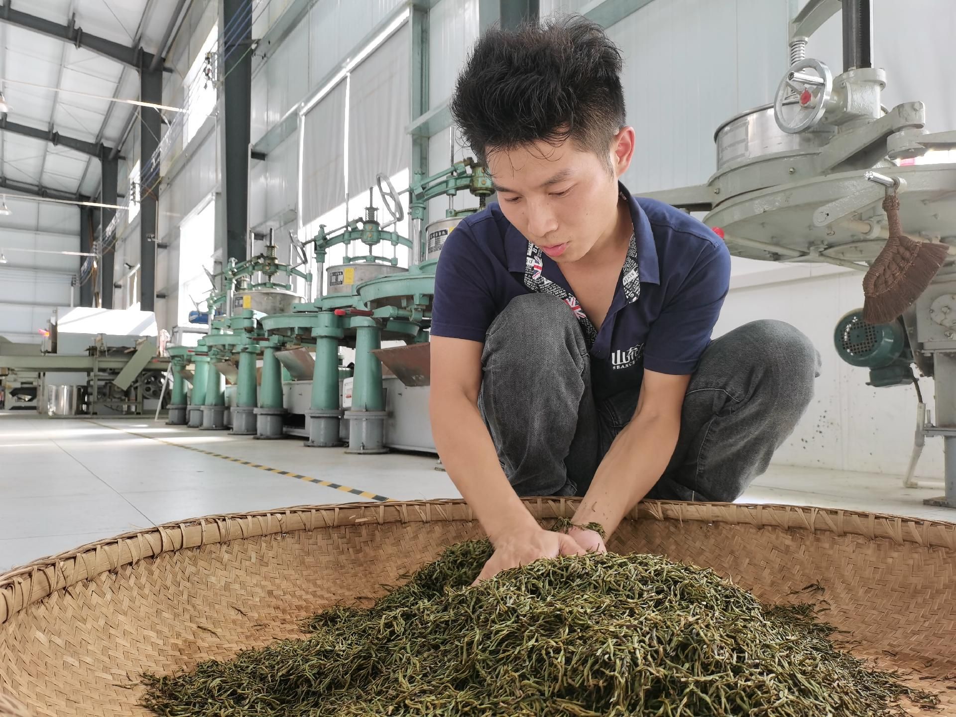 茶厂生产车间主任董先凯告诉记者,这个茶厂是从今年的2月27日开始运行