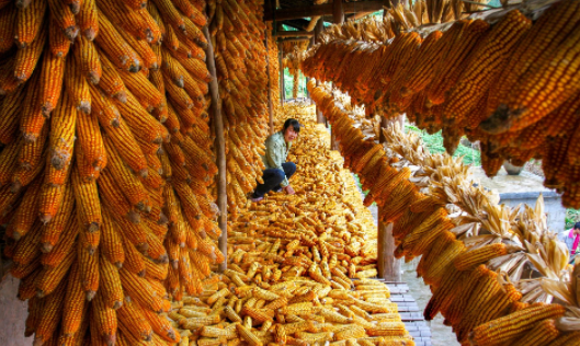 组图利川玉米丰收金玉满墙