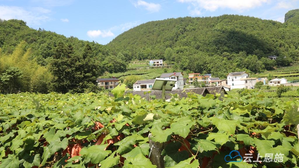 花坪村图片