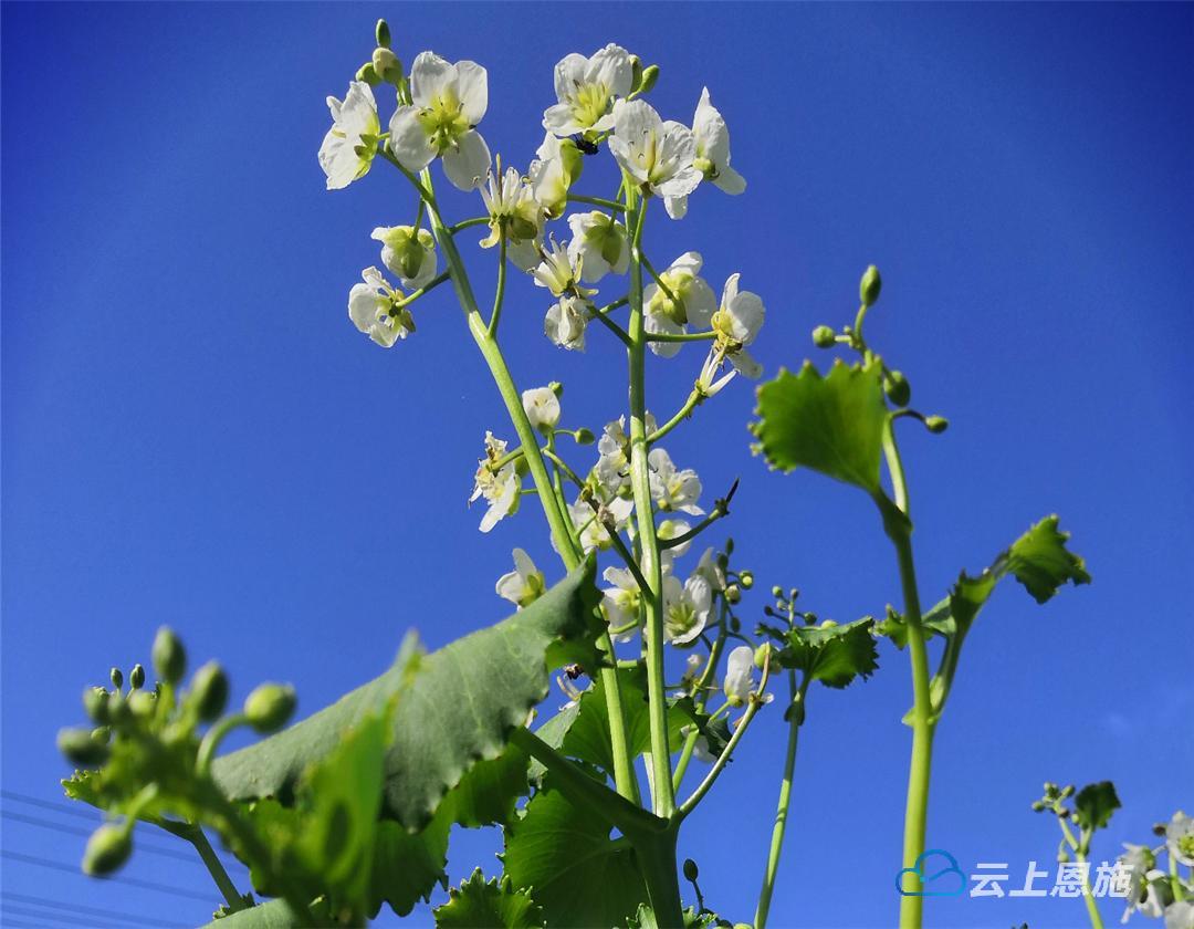 建始富硒植物堇叶碎米荠喜获丰收
