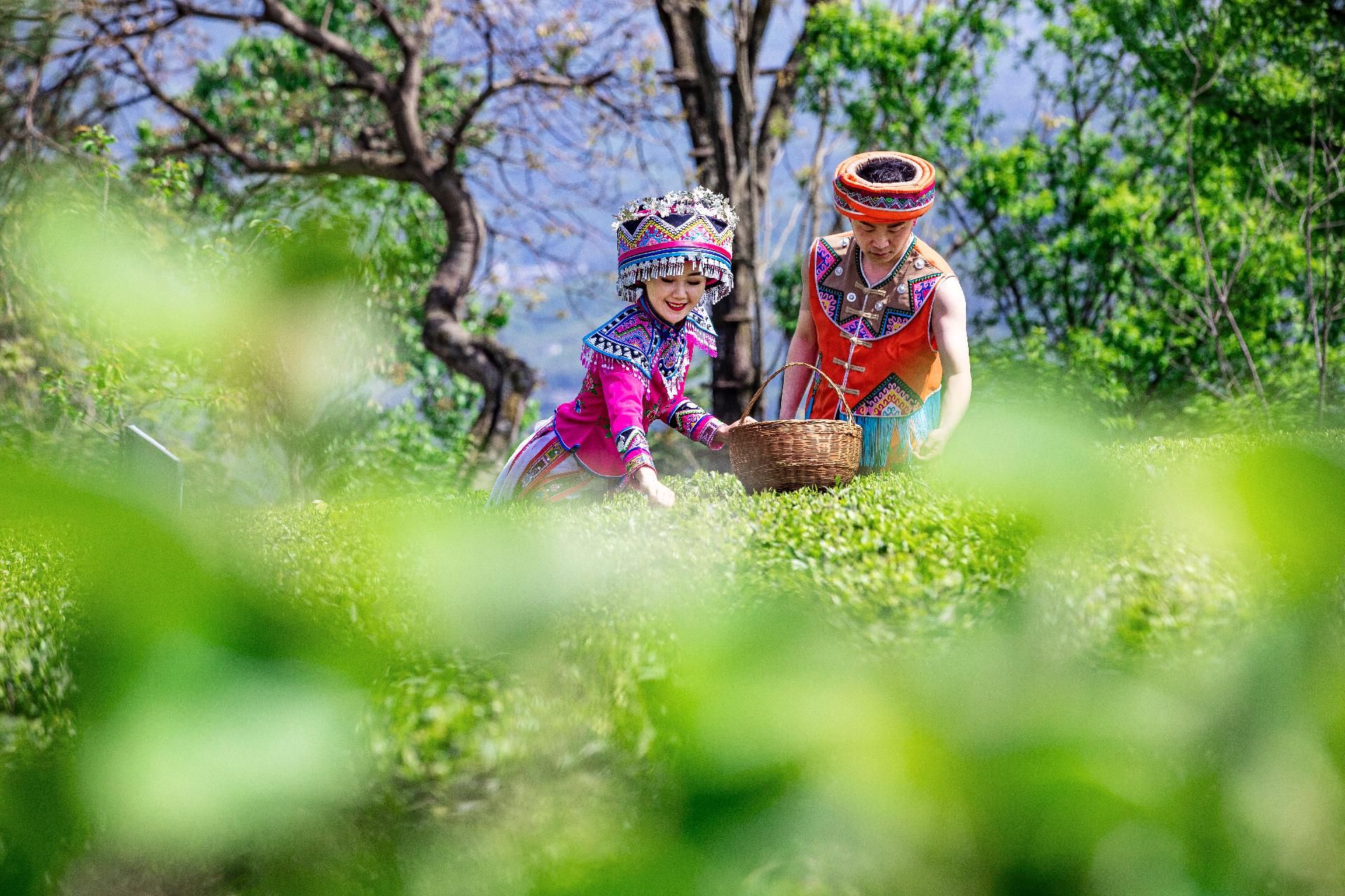 组图建始春茗好时节茶农采茶忙