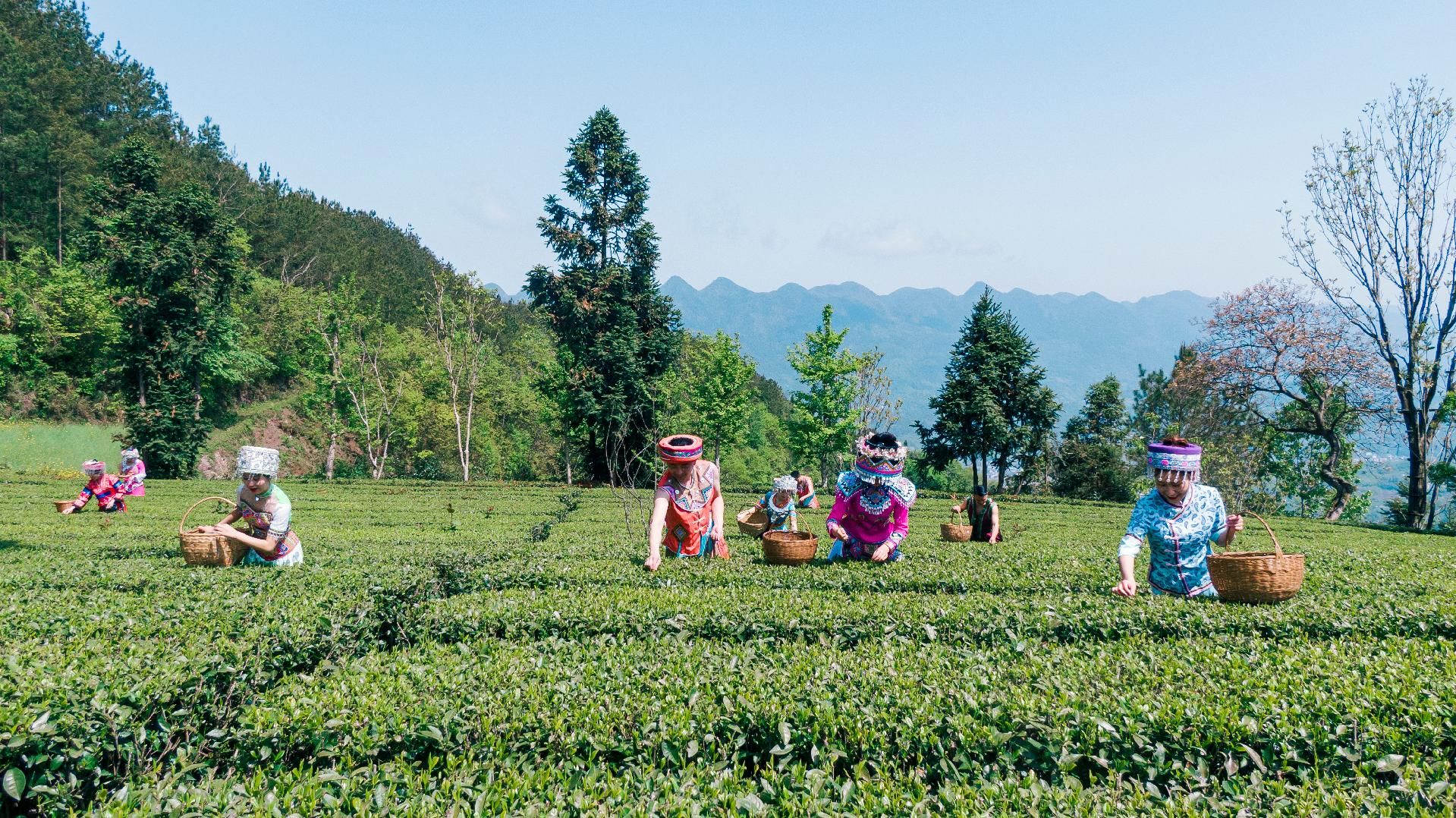 组图建始春茗好时节茶农采茶忙