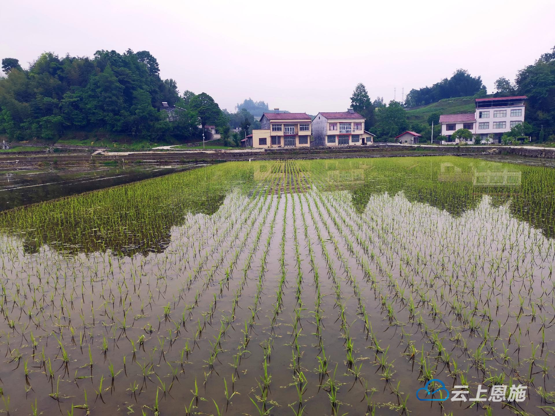 葛仙米种植图片