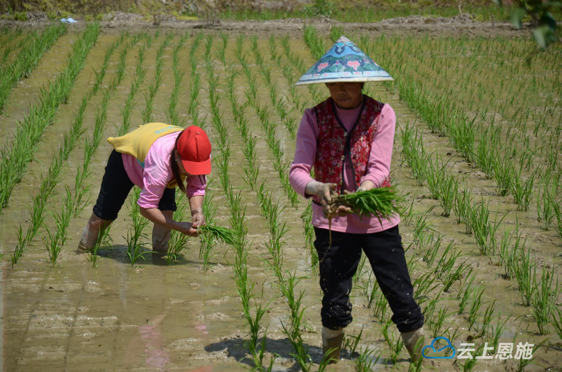 来凤三胡乡千亩水稻插秧正当时