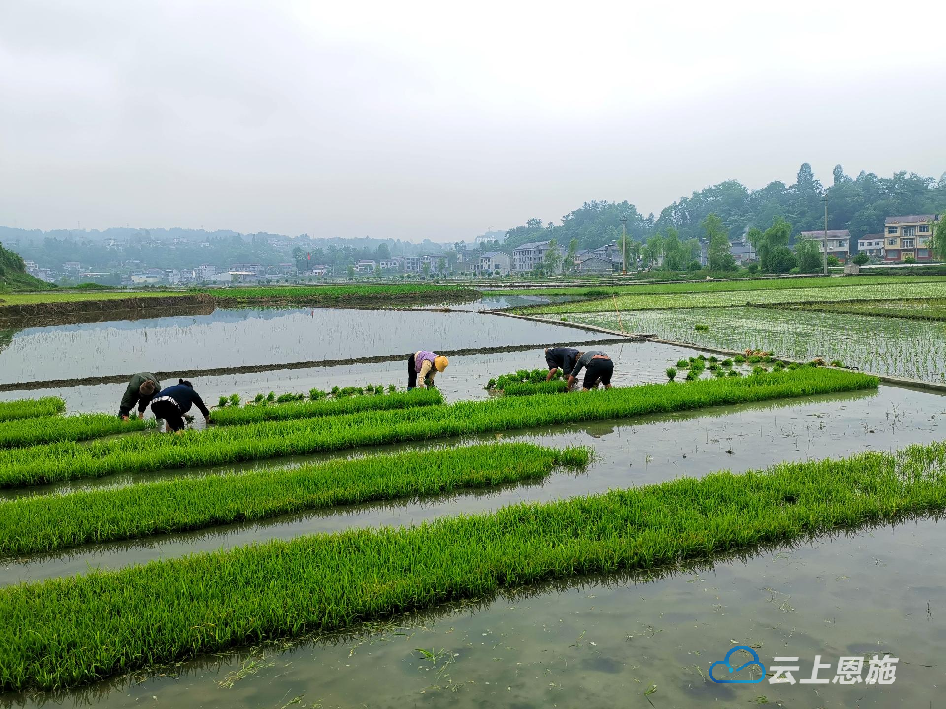 葛仙米种植图片