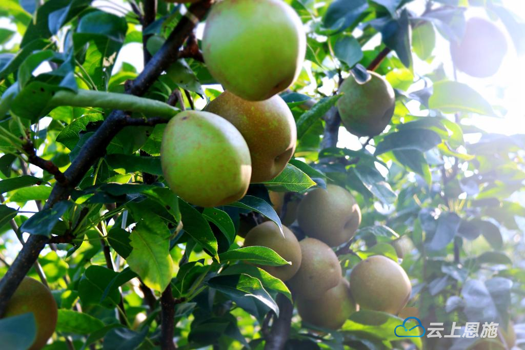 恩施建始长梁镇六月雪梨喜迎丰收