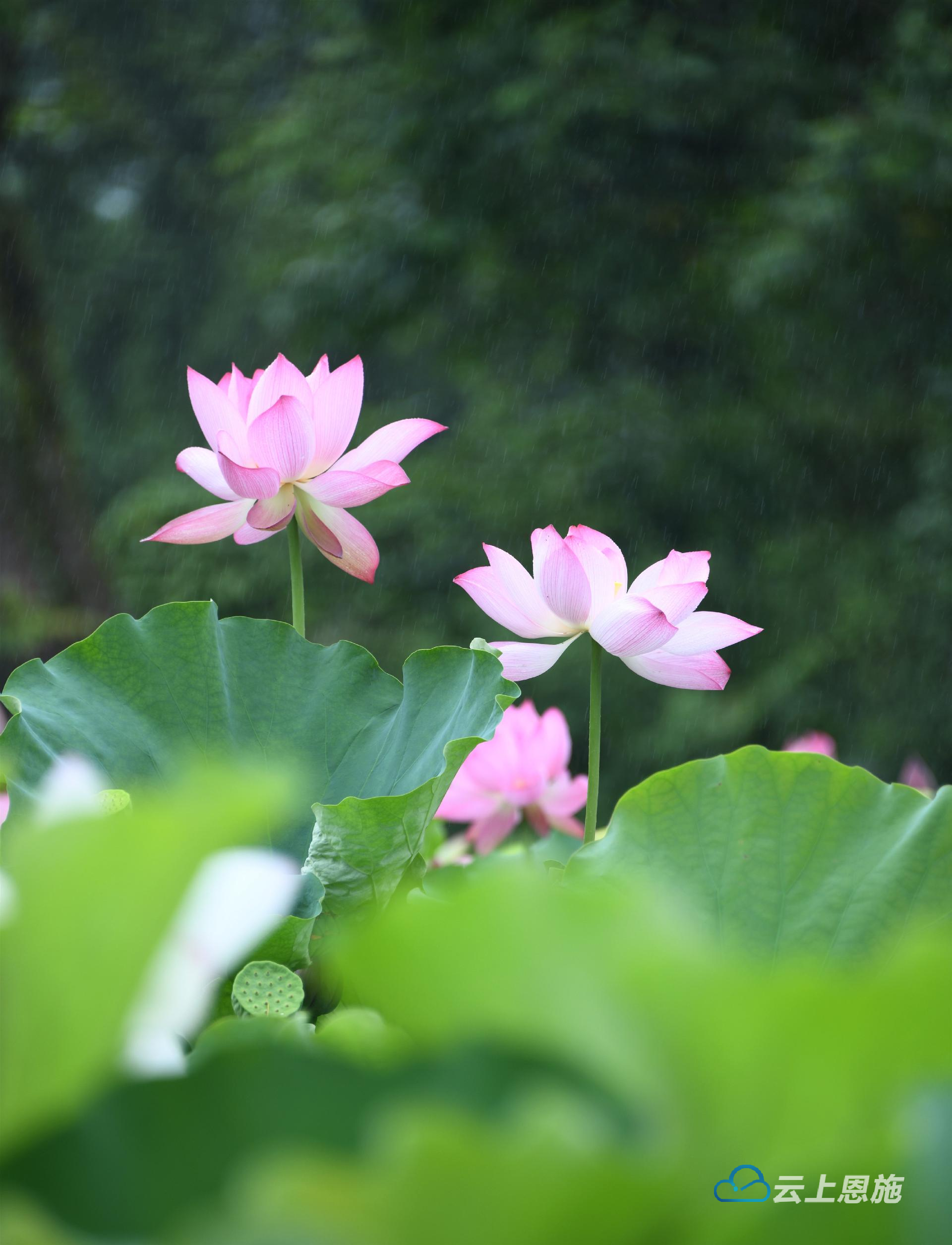 组图雨打荷花亭亭玉立