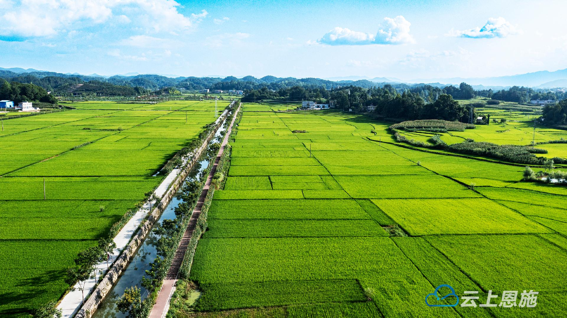 利川十里稻花香南坪乘凉梦