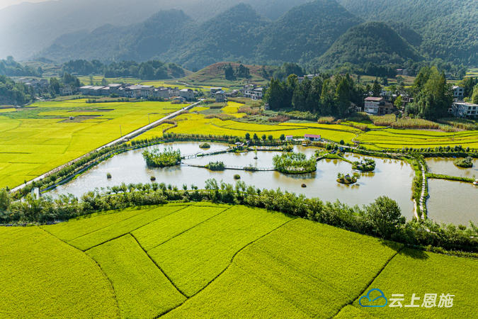 利川南坪乡万亩稻田丰收在望