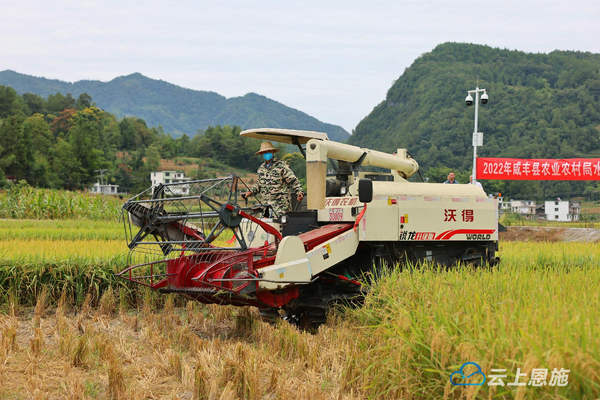 咸丰县11万亩水稻陆续进入成熟期机械化收割助力颗粒归仓