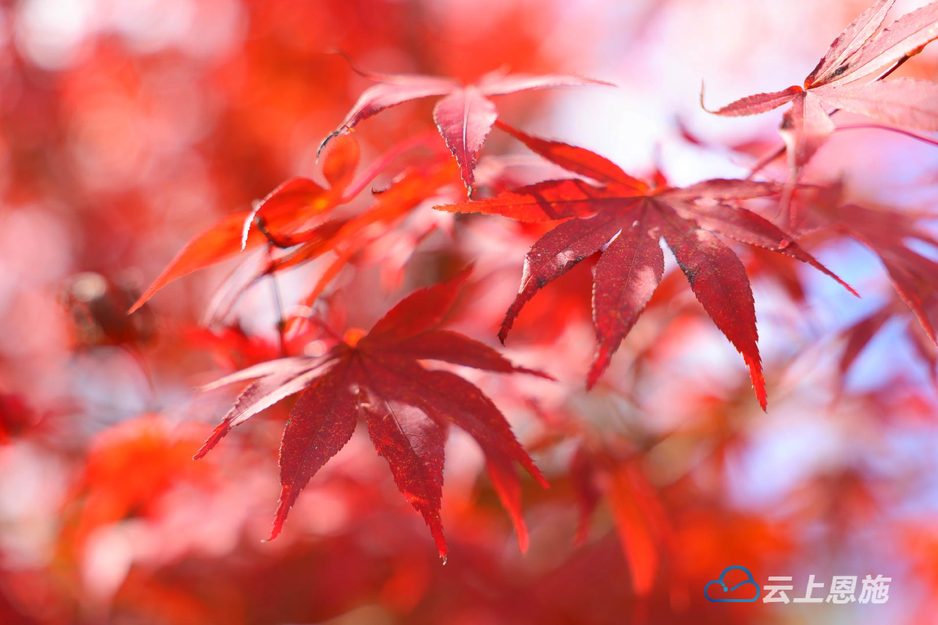 湖北咸丰冬日到红枫俏