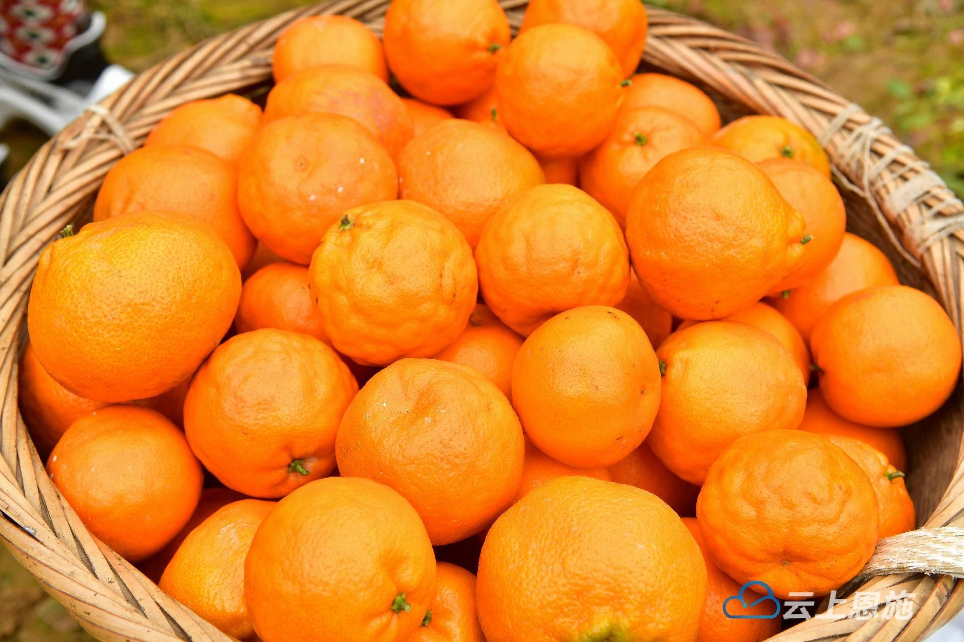 湖北宣恩:发展特色农业 "种"出甜蜜新生活 _云上恩施