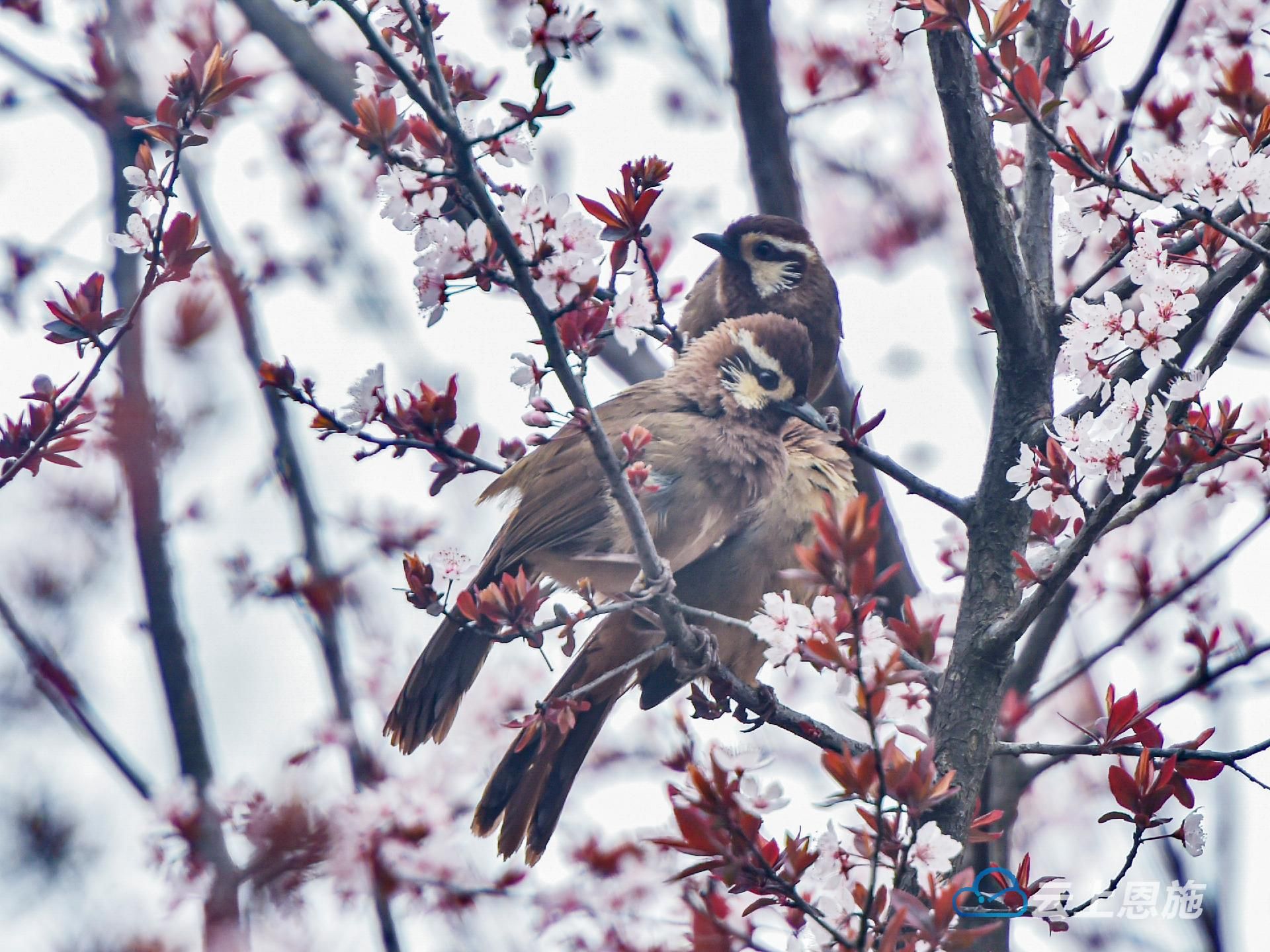 湖北建始樱花烂漫百鸟争春