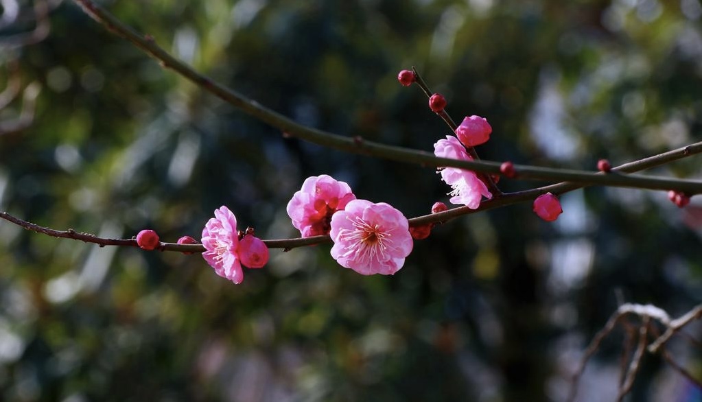 湖北恩施:臘月梅花開 朵朵報春來_長江雲 - 湖北網絡