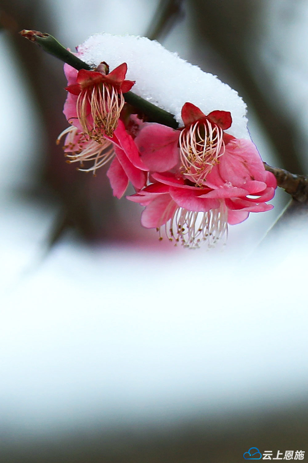 雪中梅花图片 全景图片