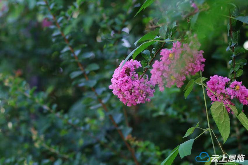 建始：紫薇花道引客来