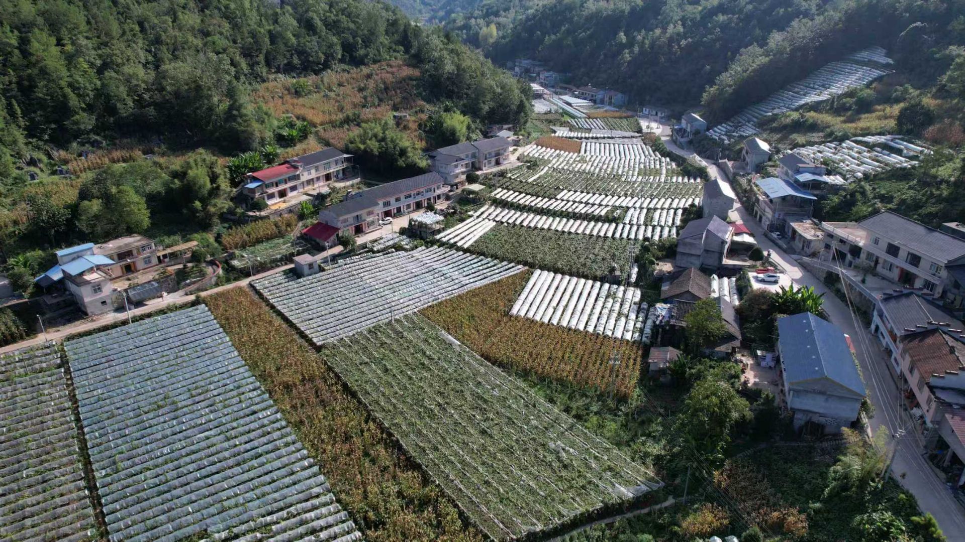 恩施建始：花坪葡萄甜 丰收富农家