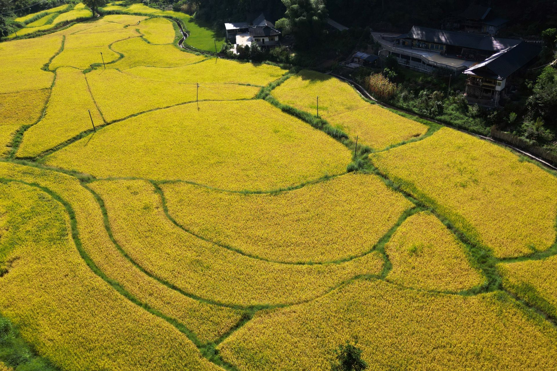 咸丰苏家坪村：早稻成熟“丰”景美