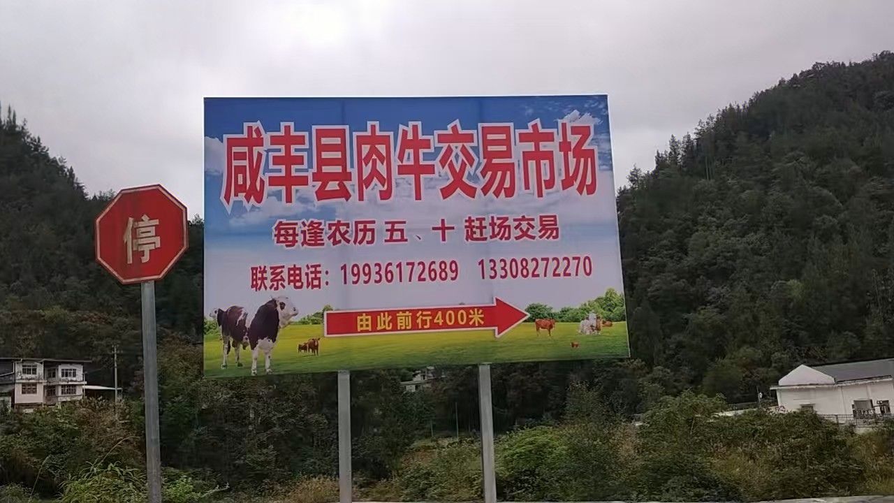 覆盖鄂湘渝黔边区 咸丰县肉牛交易市场开市