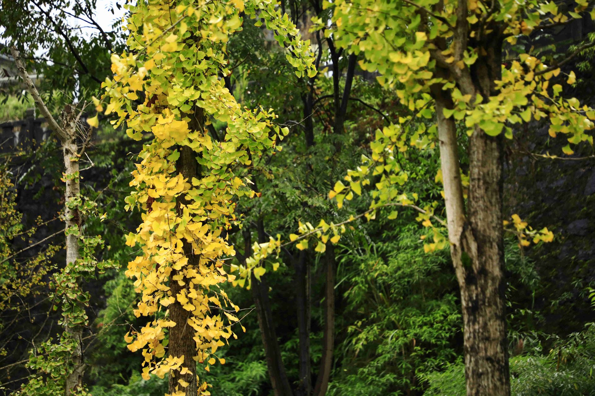 诗画冬日鹤峰：溇水波光里 银杏写诗篇