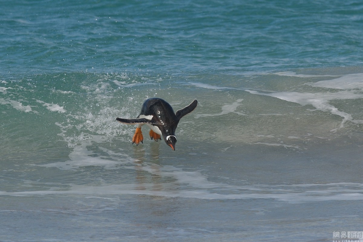 冲浪高手! 企鹅海中表演乘风破浪