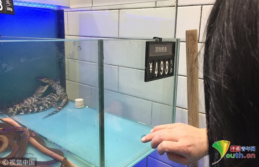 十堰超市售宠物鳄鱼无人购买