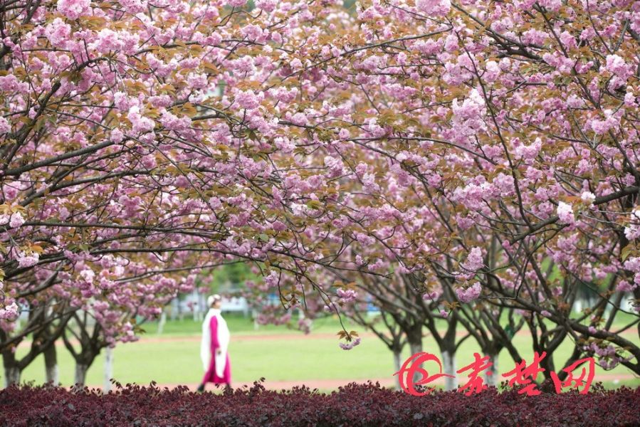 湖北工业职院千株樱花竞相绽放