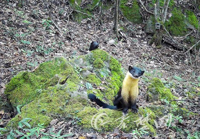 竹山一保护区内首次拍到黄喉貂视频 属国家二级保护动物