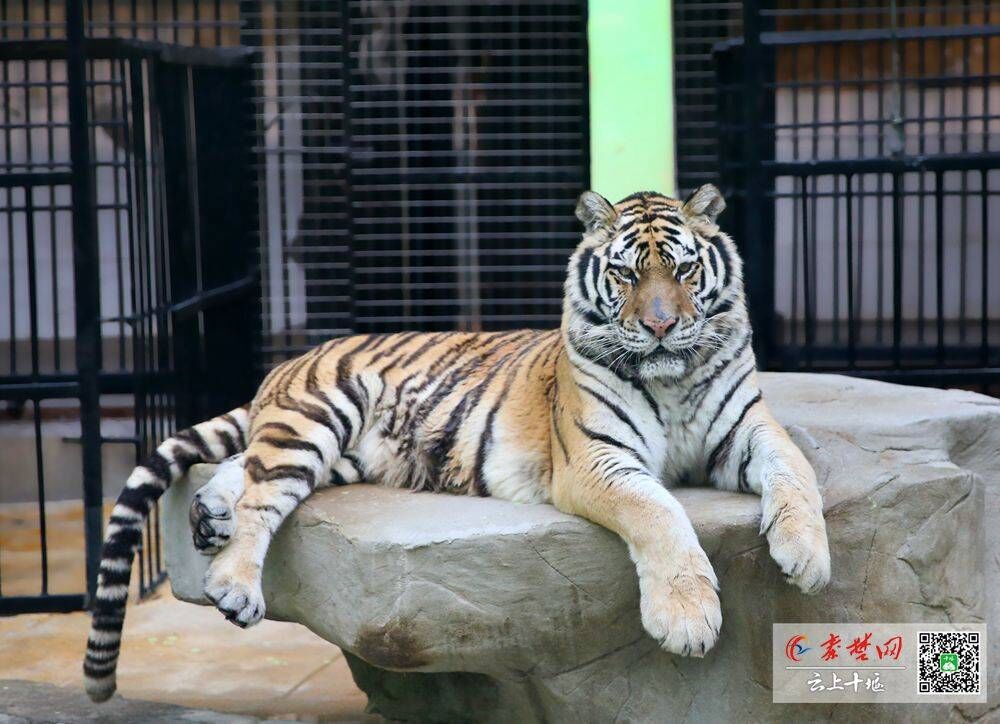 1/3虎年春节将至,1月19日上午,记者走进十堰动物园,见到不少市民来到