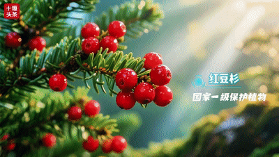 十堰首届AI生物超模SHOW222[00_00_47--00_00_53]