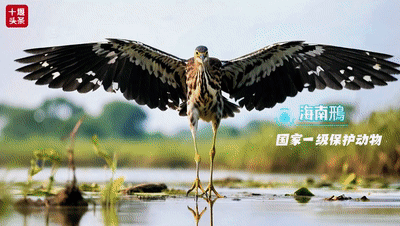 十堰首届AI生物超模SHOW222[00_00_27--00_00_33]
