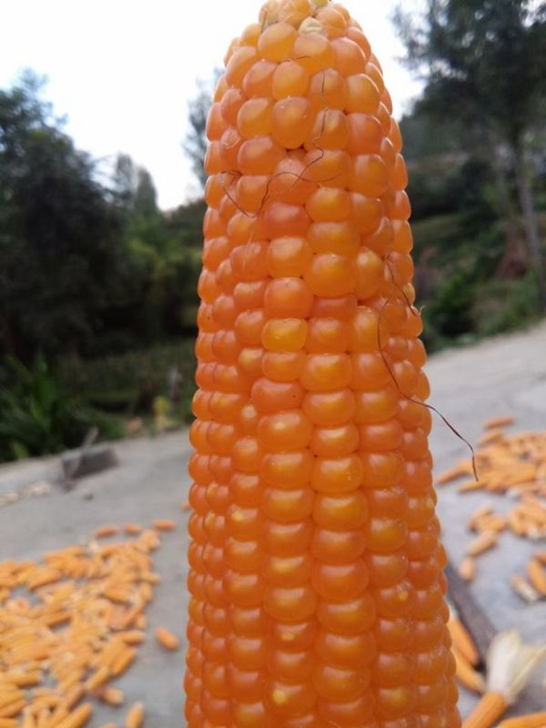 土关垭镇小籽黄玉米拓宽群众增收致富路