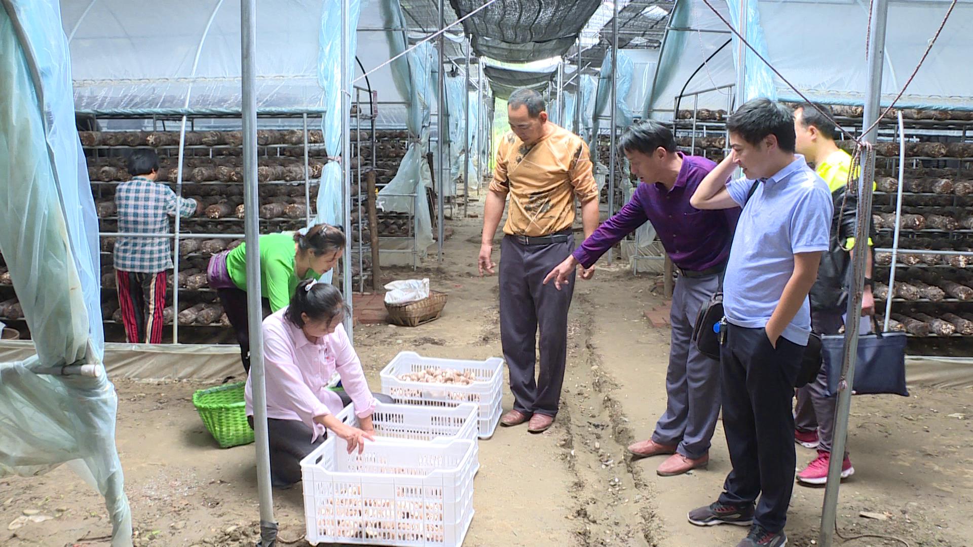 为抢抓时节,科学统筹推进香菇采摘,9月份以来,郧西县河夹镇党员干部