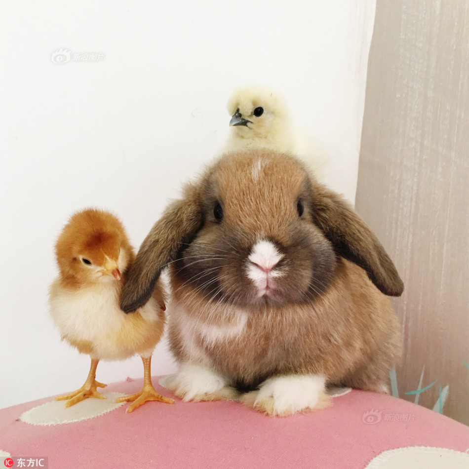 鸡年话鸡一组图带你看遍鸡界趣闻