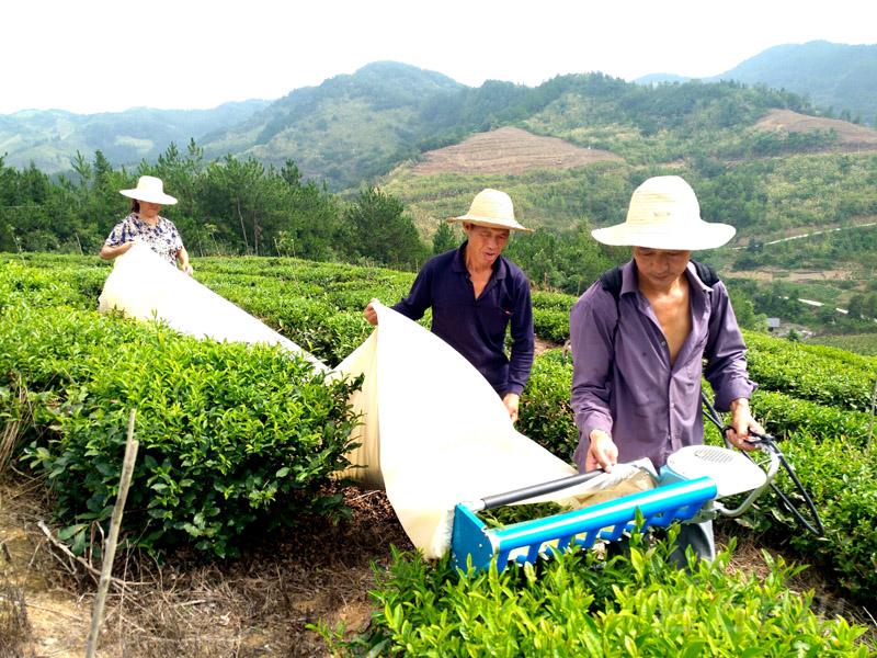 科技采茶　助农增收