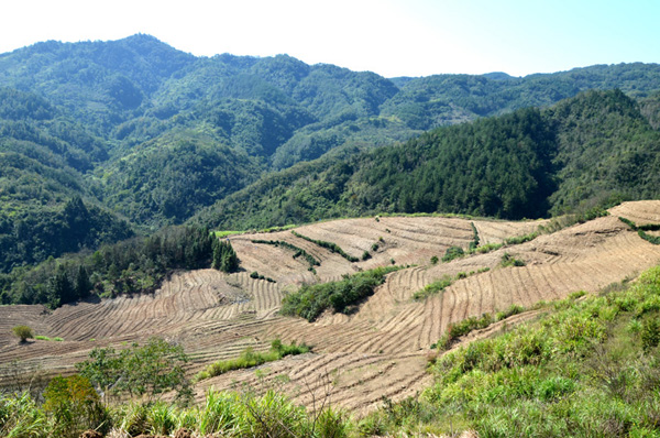 麻家渡鎮(zhèn)：茶葉產(chǎn)業(yè)建設攻堅戰(zhàn)正酣