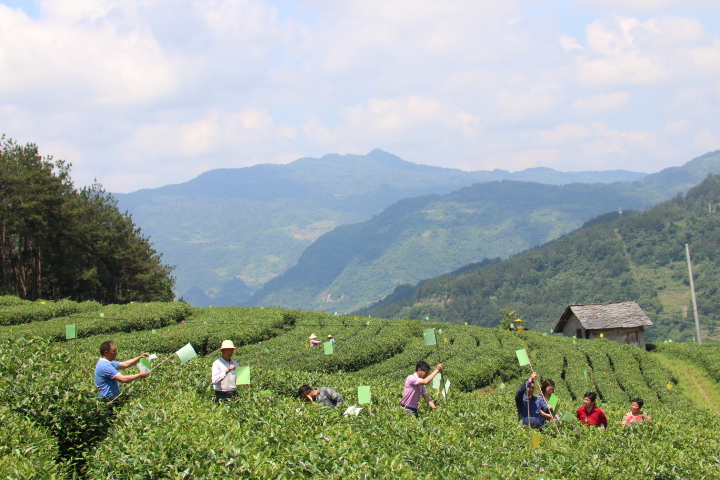 竹山縣推廣茶葉病蟲害綠色防控全覆蓋