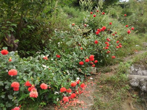 竹坪鄉(xiāng)有處“桃花源”