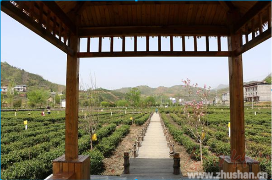 竹坪乡：创意农业促农增收